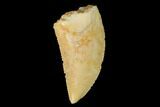 Serrated, Raptor Tooth - Real Dinosaur Tooth #142579-1